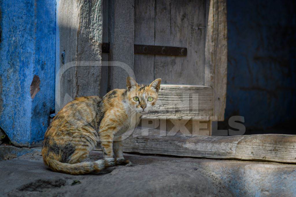 Indian street cat or stray cat in the urban city of Jodhpur, India, 2022