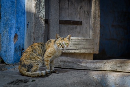 Indian street cat or stray cat in the urban city of Jodhpur, India, 2022