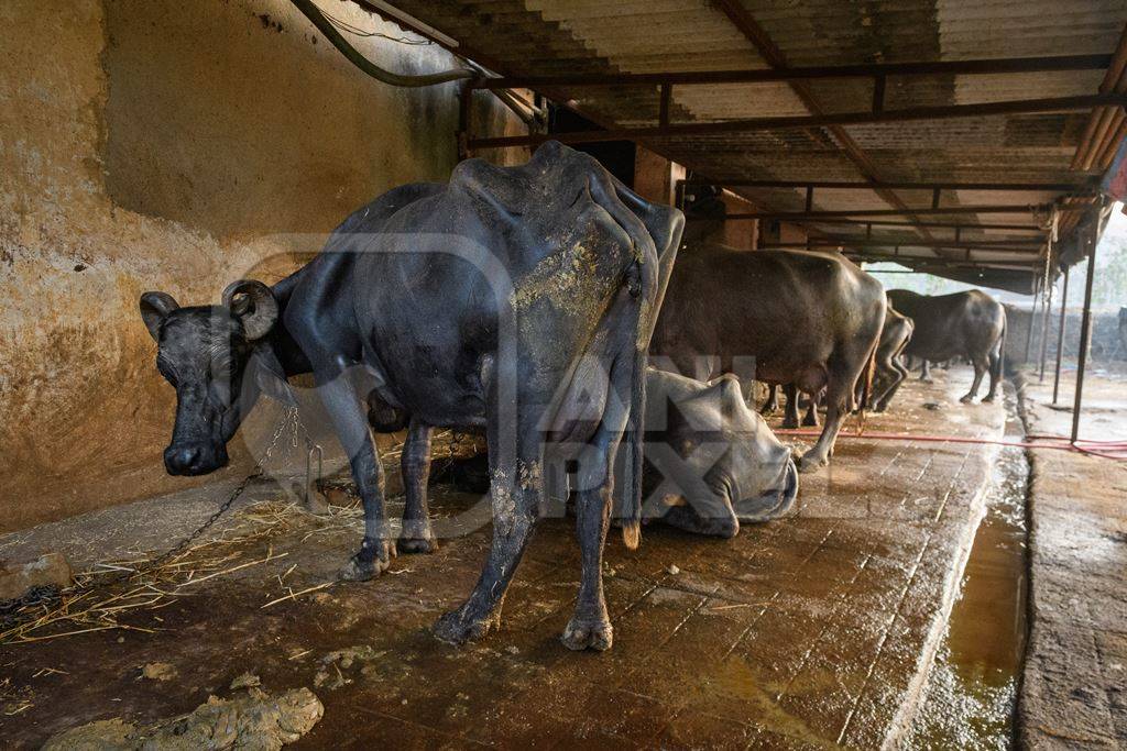 Farmed Indian buffaloes chained up in a line on an urban dairy farm or tabela, Aarey milk colony, Mumbai, India, 2023