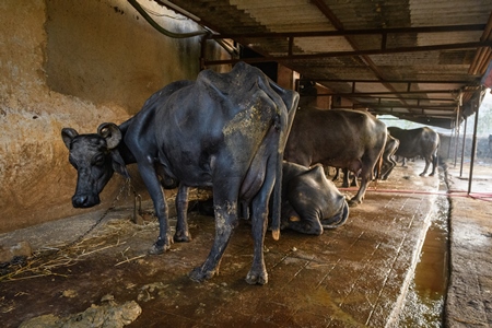 Farmed Indian buffaloes chained up in a line on an urban dairy farm or tabela, Aarey milk colony, Mumbai, India, 2023