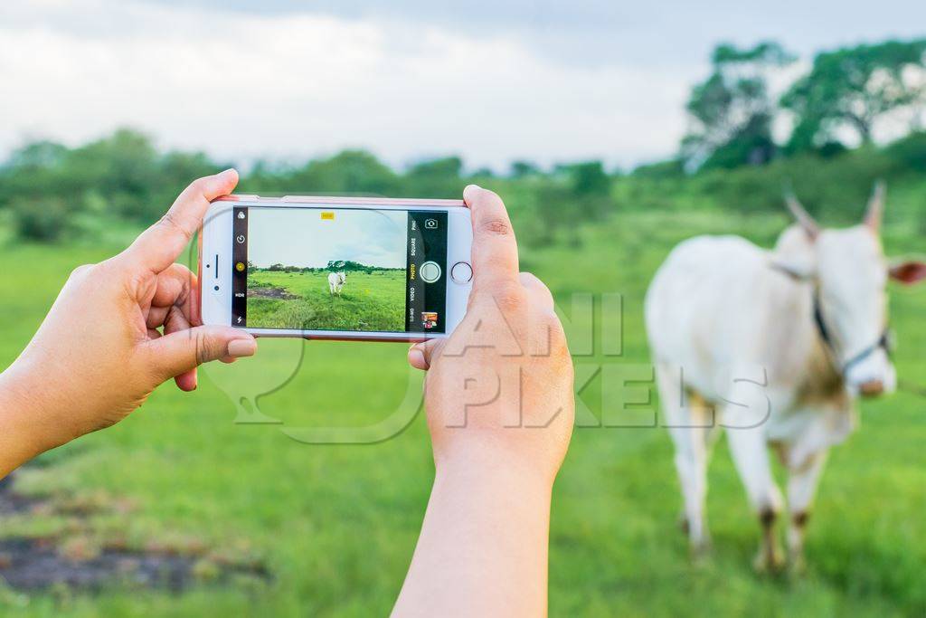 Girl taking photos with mobile phone of Indian cow or bullock in green field with blue sky background in Maharashtra in India