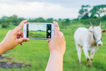 Girl taking photos with mobile phone of Indian cow or bullock in green field with blue sky background in Maharashtra in India