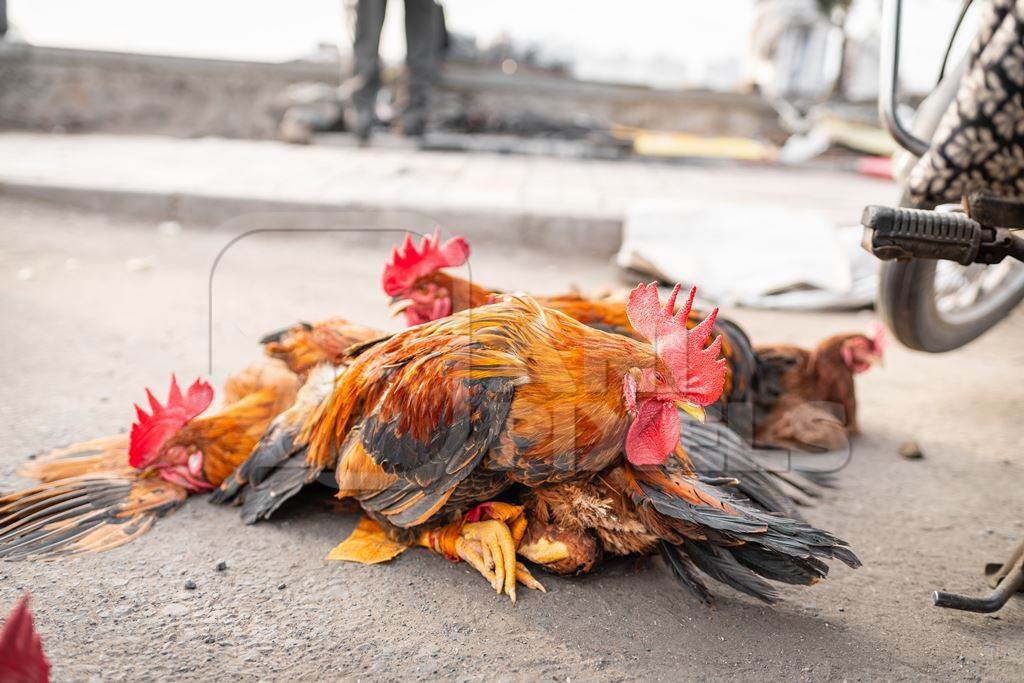 Indian chickens tied together on the pavement for sale at Wagholi bird market, Pune, Maharashtra, India, 2024