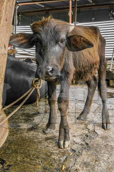 Small buffalo calf tied up to a post in an urban dairy