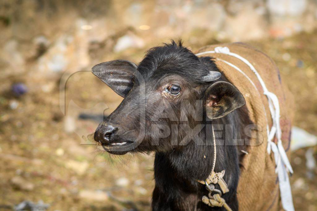 Young farmed buffalo calf tied up on a small farm in the urban city of Jaipur, India, 2022