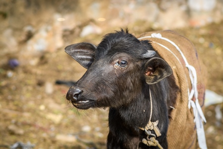 Young farmed buffalo calf tied up on a small farm in the urban city of Jaipur, India, 2022
