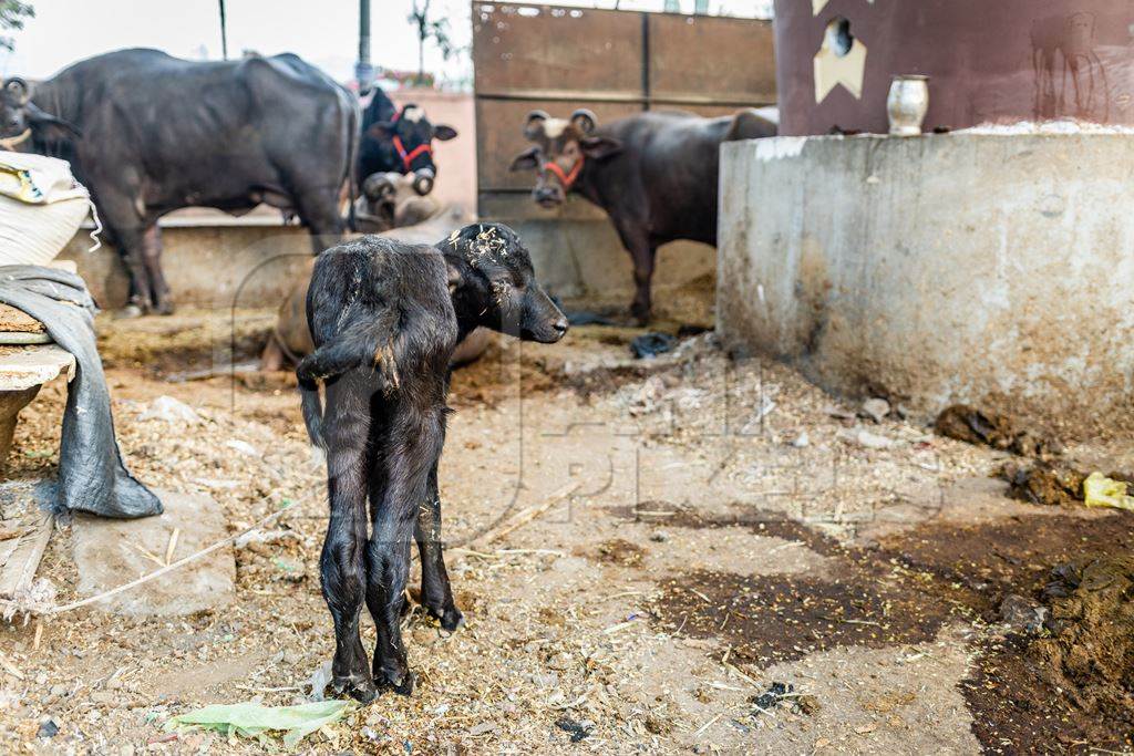 Indian dairy buffaloes on an urban tabela in the divider of a busy road, Pune, Maharashtra, India, 2024