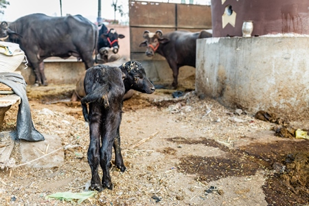 Indian dairy buffaloes on an urban tabela in the divider of a busy road, Pune, Maharashtra, India, 2024