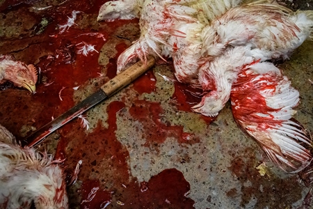 Dead chickens with a knife and blood at the chicken meat market inside New Market, Kolkata, India, 2022