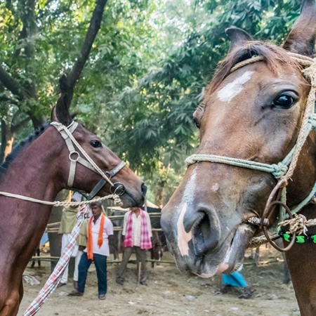 Heads of two horses being ridden in a horse race at Sonepur horse fair