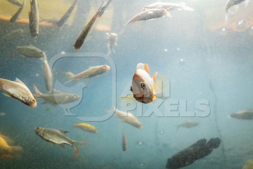 Fish in a dirty tank at an underwater fish tunnel expo aquarium in Pune, Maharashtra, India, 2024