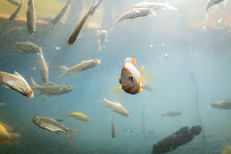 Fish in a dirty tank at an underwater fish tunnel expo aquarium in Pune, Maharashtra, India, 2024