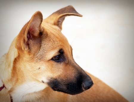 Head of brown street dog with black nose