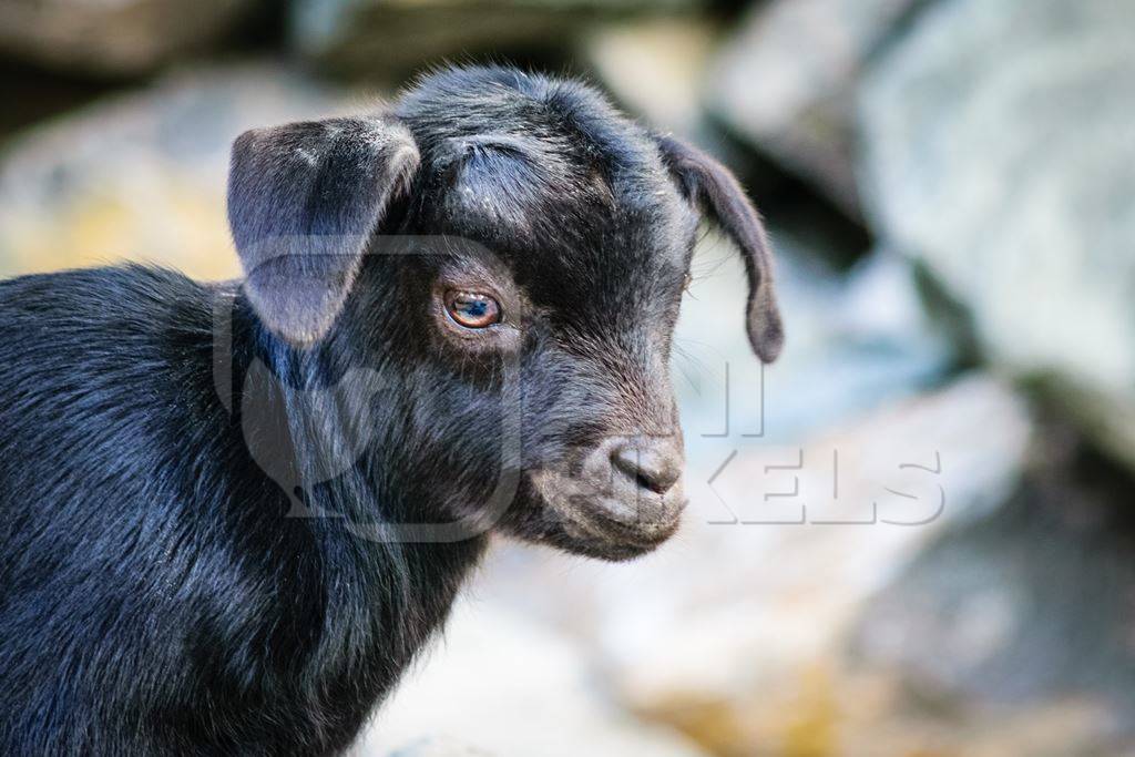 Small cute black baby goat in a village in rural Assam