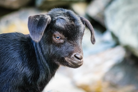 Small cute black baby goat in a village in rural Assam