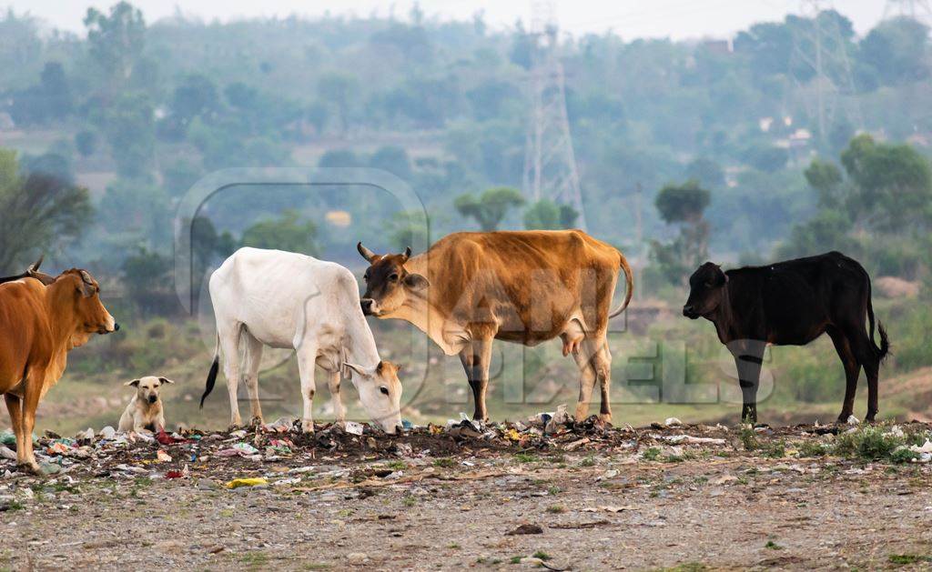 Cows eating from a garbage dump in a rural setting