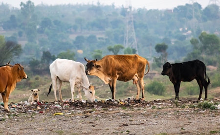 Cows eating from a garbage dump in a rural setting