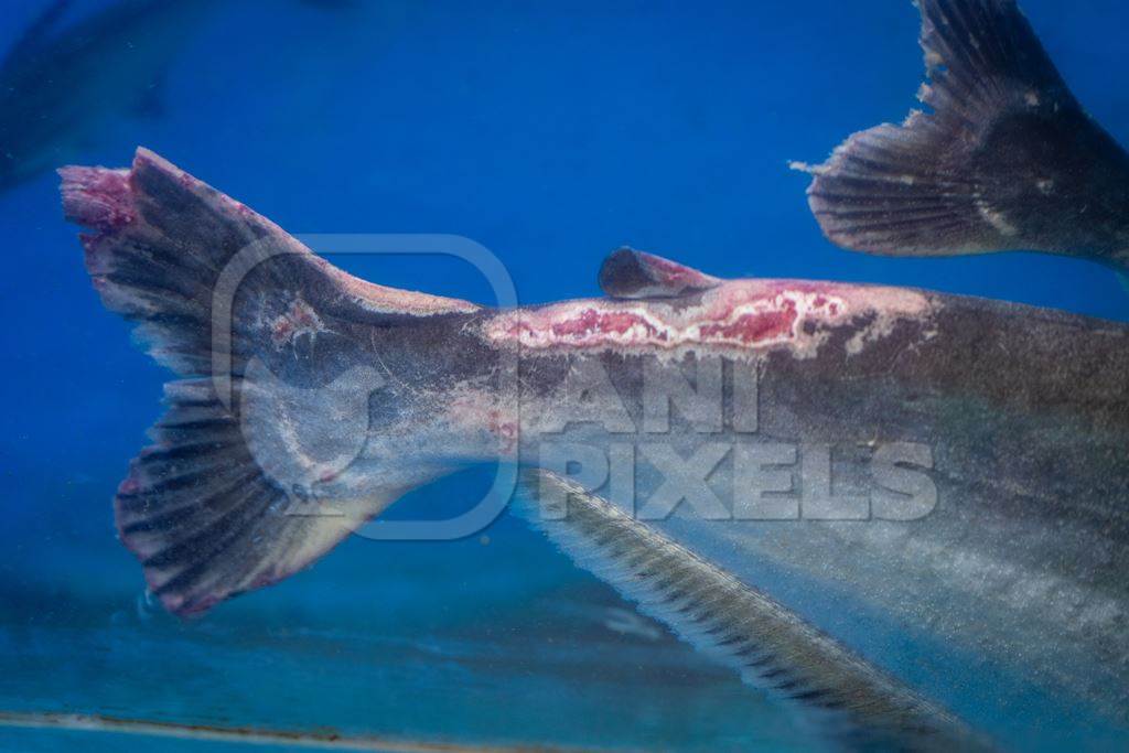 Black shark fish with disease or injury in a tank at an underwater fish tunnel expo aquarium in Pune, Maharashtra, India, 2024