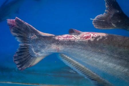 Black shark fish with disease or injury in a tank at an underwater fish tunnel expo aquarium in Pune, Maharashtra, India, 2024