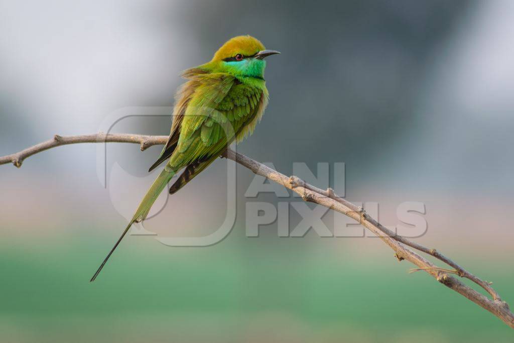 Indian green bee-eater bird sitting on branch in rural Rajasthan in India