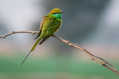 Indian green bee-eater bird sitting on branch in rural Rajasthan in India