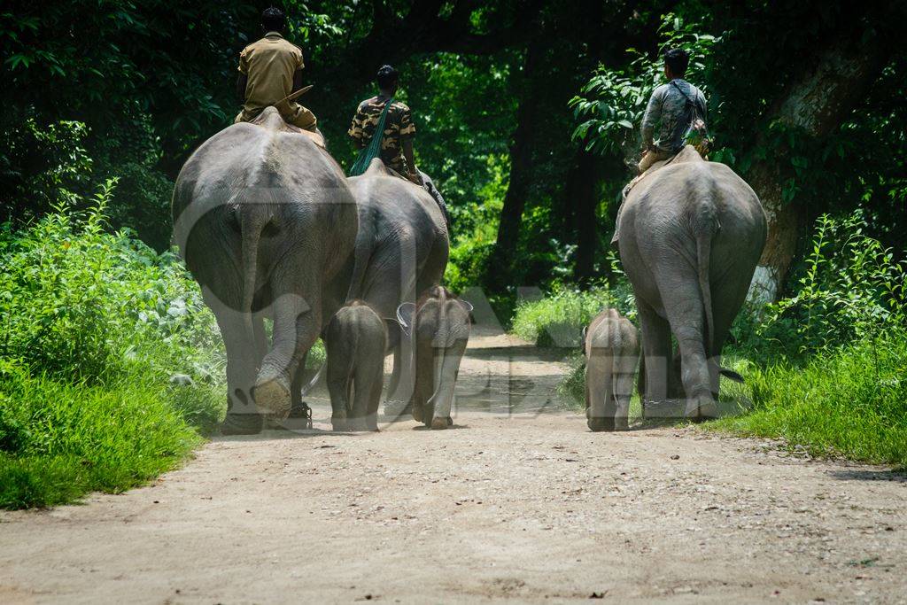 Elephants used for tourist elephant safari rides in Kaziranga National Park