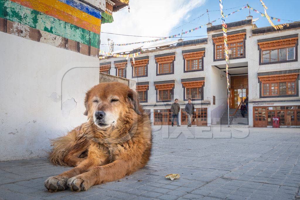 Indian street or stray dog in Ladakh in the mountains of the Himalayas