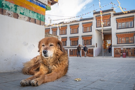 Indian street or stray dog in Ladakh in the mountains of the Himalayas