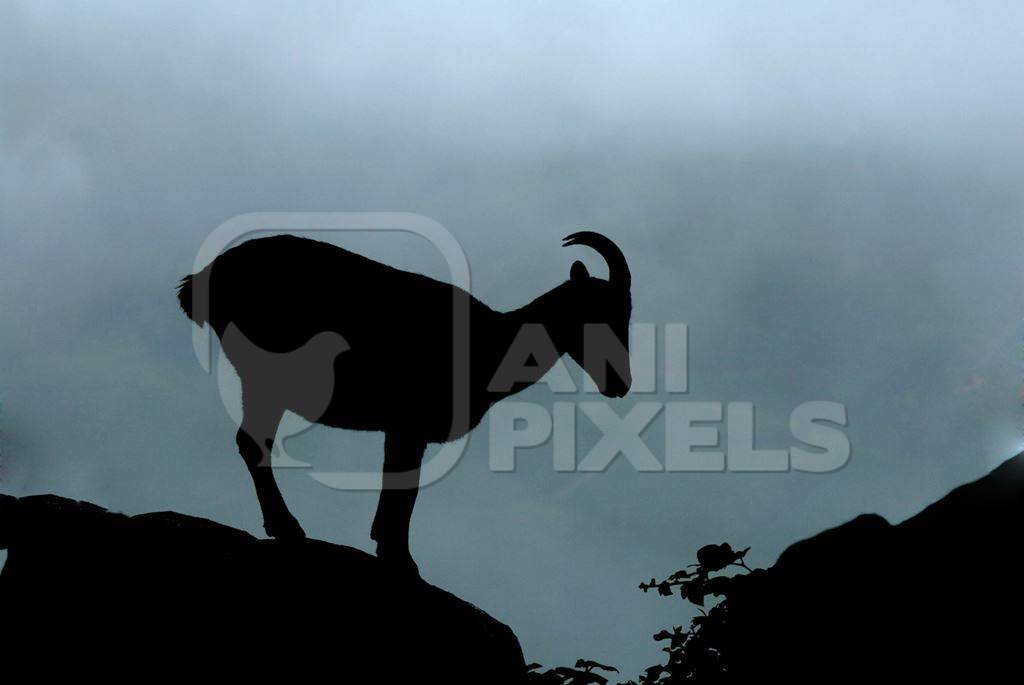 Silhouette of nilgiri tahr in the western ghats