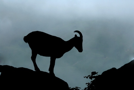 Silhouette of nilgiri tahr in the western ghats