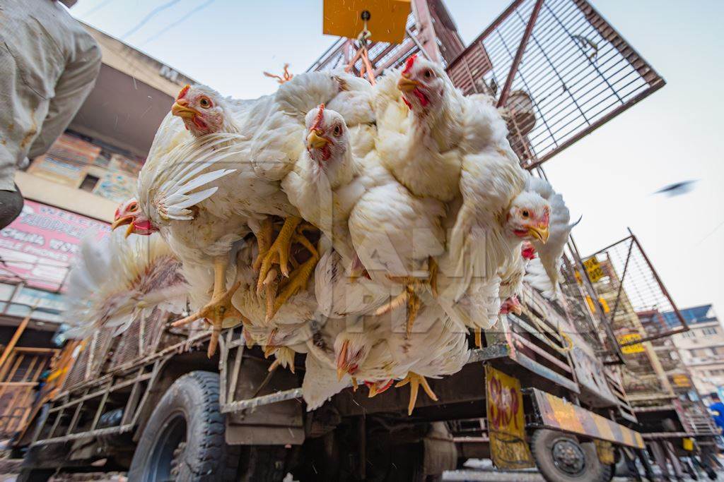 Broiler chickens hanging upside down being unloaded from transport trucks near Crawford meat market in Mumbai