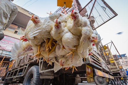 Broiler chickens hanging upside down being unloaded from transport trucks near Crawford meat market in Mumbai