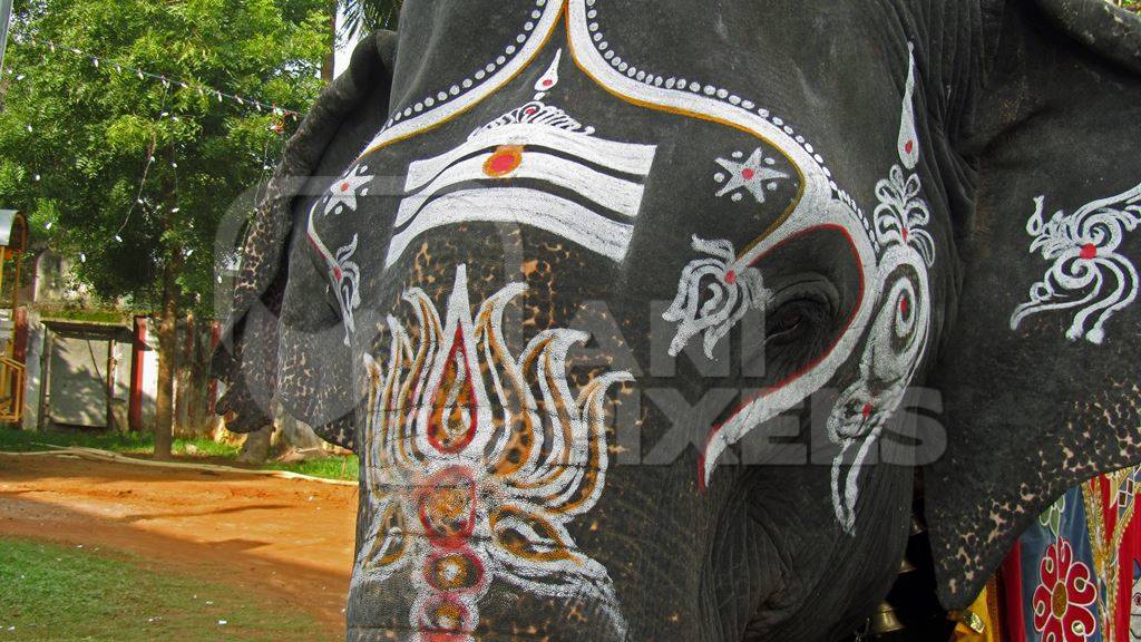 Close up of head of painted elephant for procession