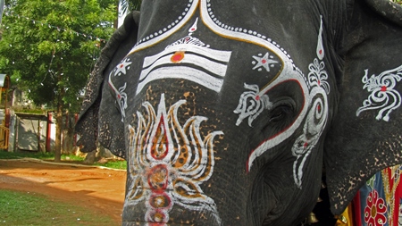 Close up of head of painted elephant for procession