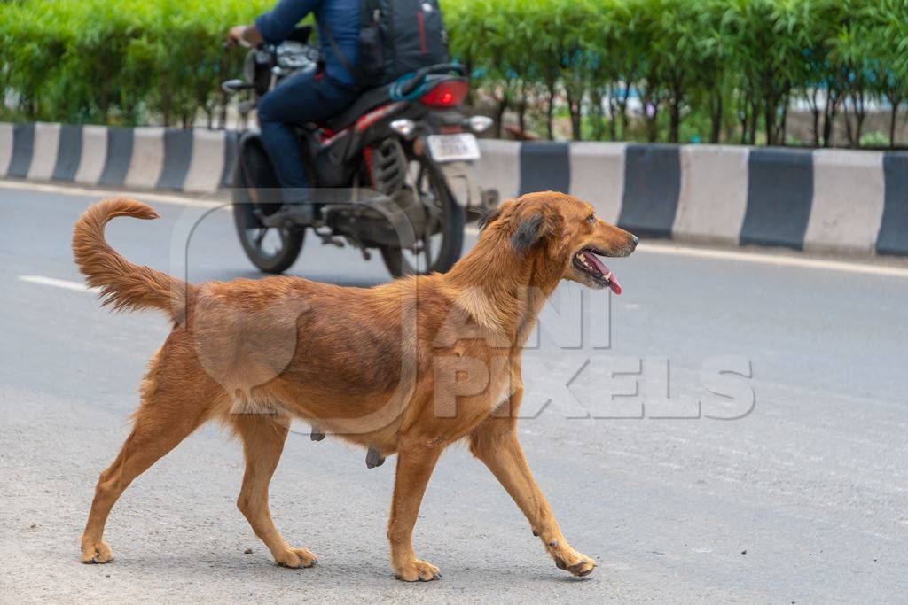 Indian street or stray dog walking in road with traffic in urban city in Maharashtra in India