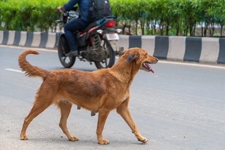 Indian street or stray dog walking in road with traffic in urban city in Maharashtra in India