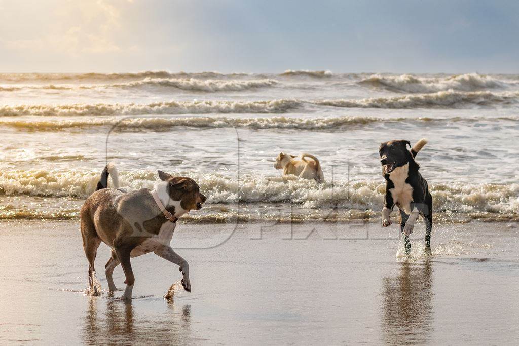 Stray dogs playing in the sea and on the beach in Goa