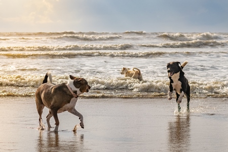 Stray dogs playing in the sea and on the beach in Goa