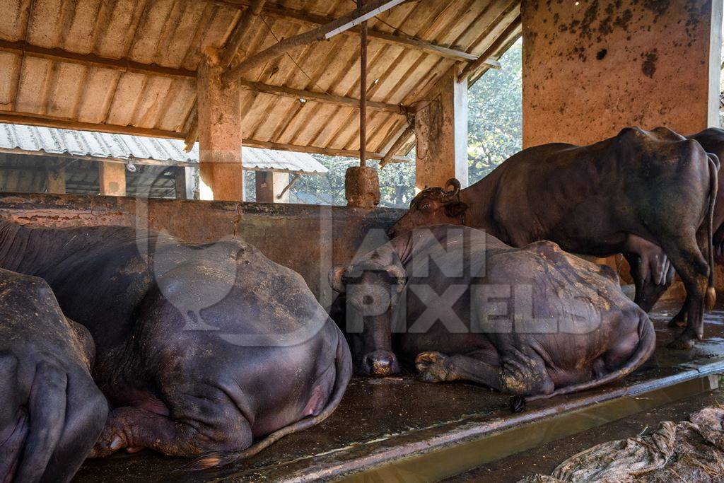 Farmed Indian buffaloes chained up in a line on an urban dairy farm or tabela, Aarey milk colony, Mumbai, India, 2023