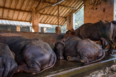 Farmed Indian buffaloes chained up in a line on an urban dairy farm or tabela, Aarey milk colony, Mumbai, India, 2023