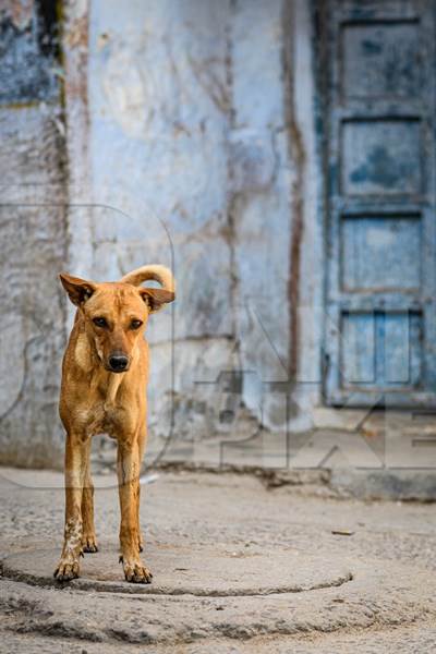 Indian street dog or stray pariah dog with blue wall background in the urban city of Jodhpur, India, 2022