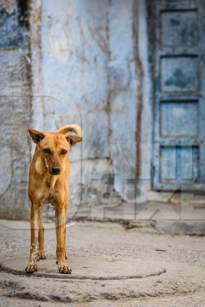 Indian street dog or stray pariah dog with blue wall background in the urban city of Jodhpur, India, 2022