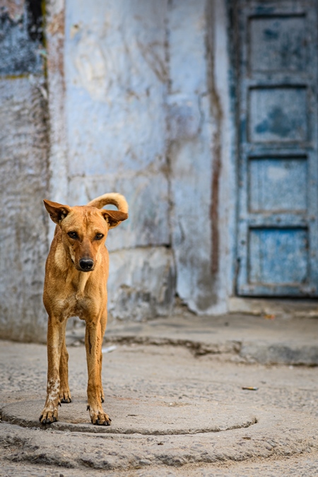 Indian street dog or stray pariah dog with blue wall background in the urban city of Jodhpur, India, 2022