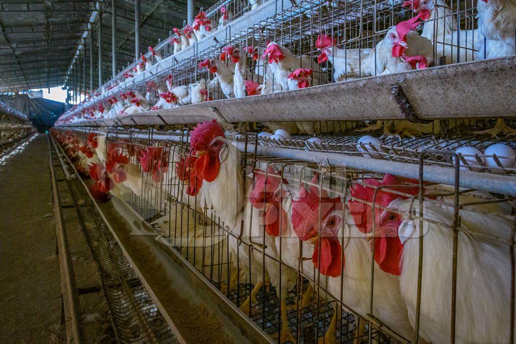 Indian cockerels or roosters kept in small battery cages underneath the females on an egg farm on the outskirts of Ajmer, Rajasthan, India, 2022