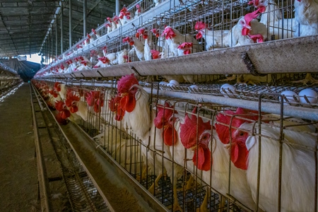 Indian cockerels or roosters kept in small battery cages underneath the females on an egg farm on the outskirts of Ajmer, Rajasthan, India, 2022