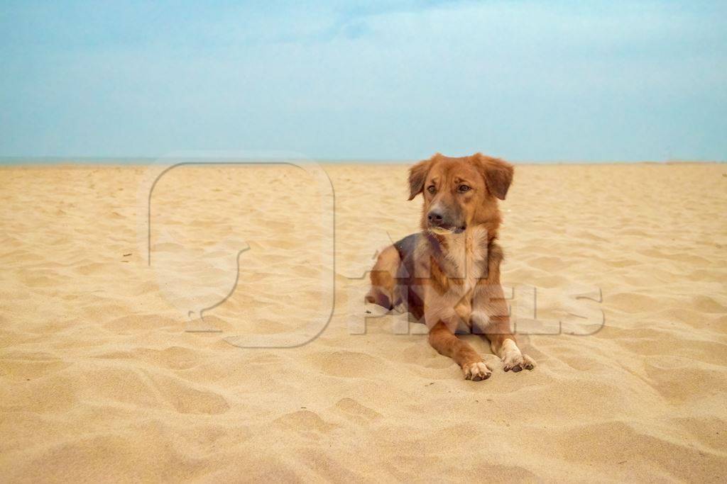 Photo of Indian street or stray dog on beach in Goa with blue sky background in India