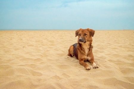 Photo of Indian street or stray dog on beach in Goa with blue sky background in India