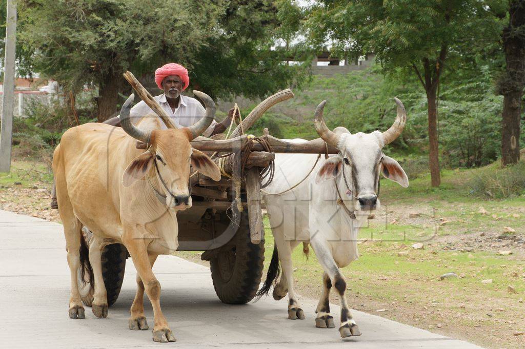 Two bullocks pulling cart with man on road