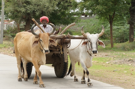 Two bullocks pulling cart with man on road