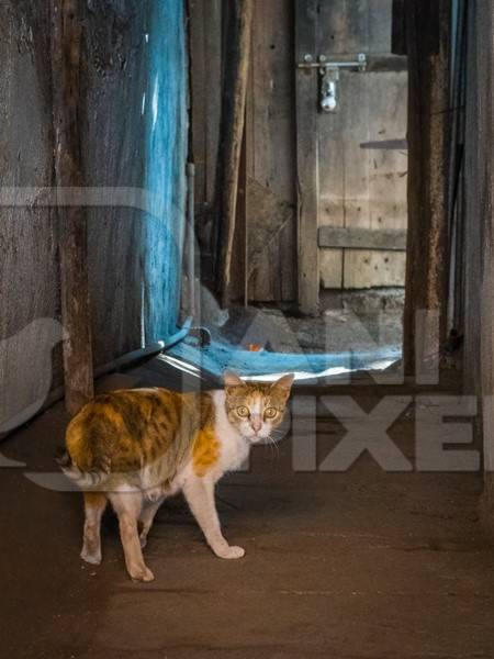 Indian street cat in an alley in the urban city of Pune in Maharashtra, India